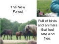 The new forest