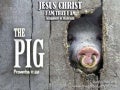 The pig