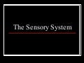 NurseReview.Org - The Sensory System