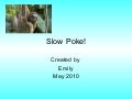 The slowest animal in the world sloths!