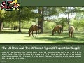 The Utilities and the Different Types of Equestrian Supply