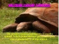 The western swamp tortoise