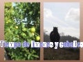 Tiempo de limones