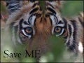 Save tiger