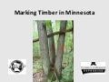 Timber Marking for Loggers