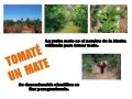 Tomate un mate
