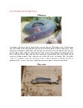 Top 10 prehistoric fish alive today