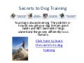Train a dog to walk