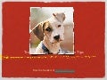 Train your dog well with these tips