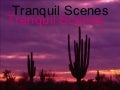 Tranquil Scenes