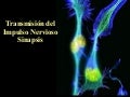 TransmisióN Del Impulso Nervioso. Sinapsis