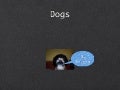 Tristin dogs
