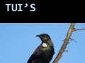 Tui’s