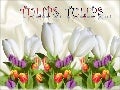 Tulips, Tulips