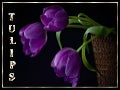Tulips