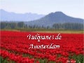 Tulipanes de Amsterdam