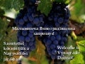 Виноградівщина запрошує!