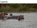 Uganda