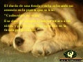 Una historia de perros