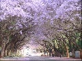 Under The Jacaranda Tree