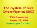 The System of Rice Intensification (SRI)