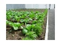 Urban Farming, Middlesbrough, England