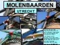 UTRECHTSE MOLENBAARDEN