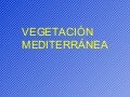 Vegetación mediterránea