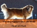 Verzorgingstips voor uw hond - haren en huid