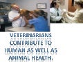 Vet