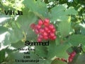 Vili&Seeme