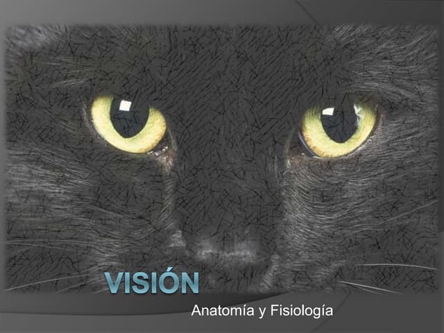 Visión, anatomía y fisiología 