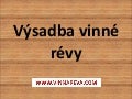 Výsadba vinné révy