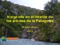 Wcs Arboles Patagonia Ricardo Muza