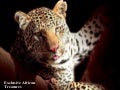 Webinar Exclusive Africa Treasures portfolio
