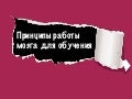 Работа мозга для обучения