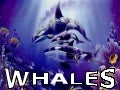 Whales By Ajay And Trupti