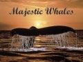 Majestic Whales