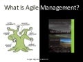 What Is Agile Management?