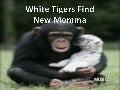 White Tigers Find New Momma (Cmp)