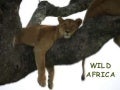 Wild Africa