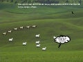 Wild animals 2 macedonian