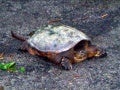 Wildlife
