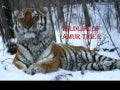 Wildlife of amur tiger