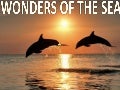 Wonders Of The Sea