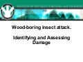 Wood boring insects