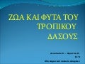 Φυτά και ζώα του τροπικού δάσους