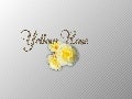 Yellow Rose