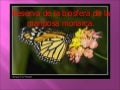 mariposa monarca