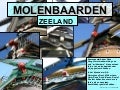 ZEEUWSE MOLENBAARDEN